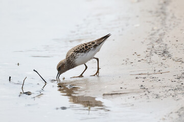 Baird Sandpiper on beach in groups or singles, digging for food (insect larvae and crustaceans) on an overcast spring day at waterfront