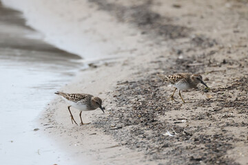 Baird Sandpiper on beach in groups or singles, digging for food (insect larvae and crustaceans) on an overcast spring day at waterfront