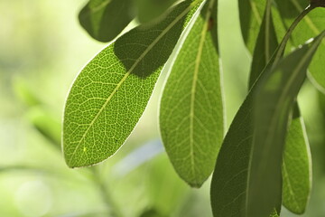 Fototapeta na wymiar foglie