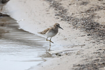 Baird Sandpiper on beach in groups or singles, digging for food (insect larvae and crustaceans) on an overcast spring day at waterfront