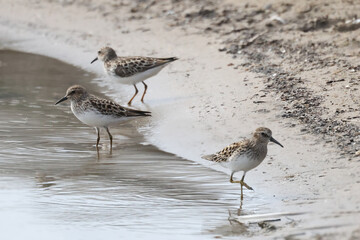 Baird Sandpiper on beach in groups or singles, digging for food (insect larvae and crustaceans) on an overcast spring day at waterfront