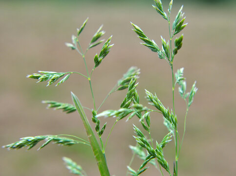 Poa grows in the meadow among wild grasses.