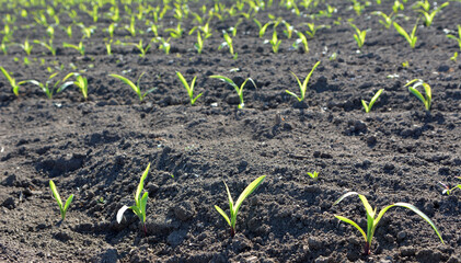 Young corn grows on the farmer's field.