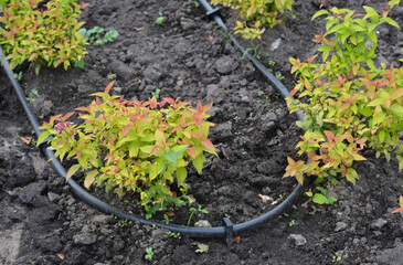 Drip irrigation in landscape design. Caring for spirea: Small bushes of ornamental Spiraea japonica with a drip watering system.