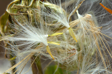 Dandelion seeds close up blowing in green background