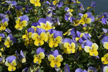 Fiori