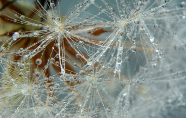 Dandelion seeds close up blowing in green background