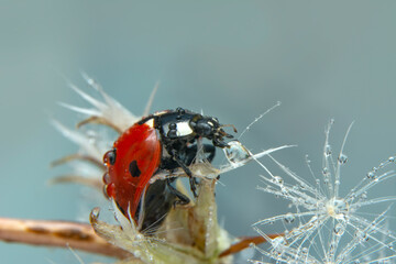 Extreme macro shots, Beautiful ladybug on flower leaf defocused background.