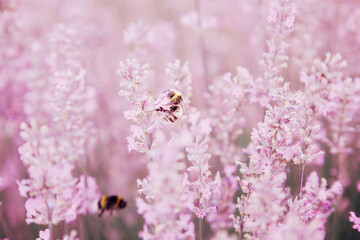 bee collects nectar on lavender flowers