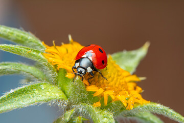 Extreme macro shots, Beautiful ladybug on flower leaf defocused background.