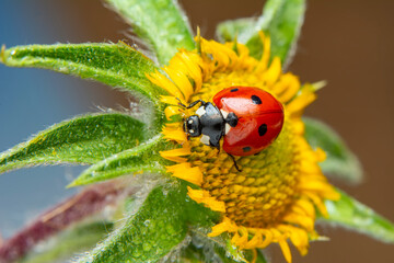 Extreme macro shots, Beautiful ladybug on flower leaf defocused background.