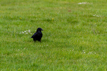 A Black Crow Standing On A Lawn