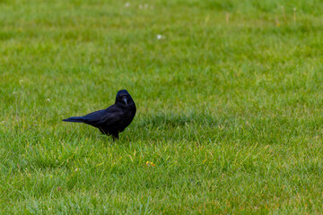 A Black Crow Standing On A Lawn