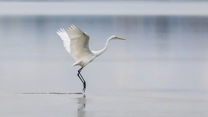 Elegant white heron landing on a lake on a neutral background. Great egret, Casmerodius albus.