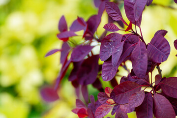 Red Leaves Against A Yellow And Green Background