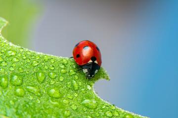 Extreme macro shots, Beautiful ladybug on flower leaf defocused background.