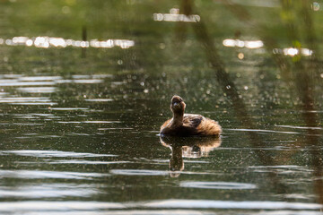 A little grebe swims on the lake's surface in a very contrasting backlight. Action photo of real wildlife. Little Grebe, Tachybaptus ruficollis 