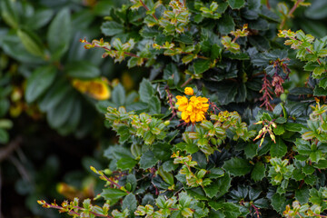 A Bunch Of Small Yellow Flowers In A Bush