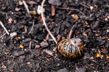 A Snail Shell Lying On The Ground
