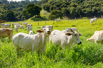 Gado da raça Nelore em pastagem de fazenda rural de Guarani, Minas Gerais, Brasil
