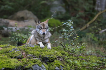 Close-up portrait of the wolf in a natural environment of a green forest. European grey wolf, Canis lupus. © Hana Duncova