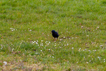 A Small Black Bird In a Lawn