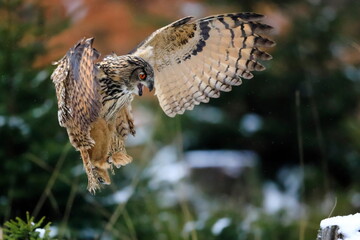 A great strong brown owl with huge red eyes flying through the forest on a red and green trees background. Eurasian Eagle Owl, Bubo bubo.