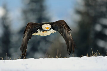 A great strong flying bird of prey with white head in the winter time, snowy forest in the background. Bald Eagle, symbol of the USA, Haliaeetus leucocephalus.