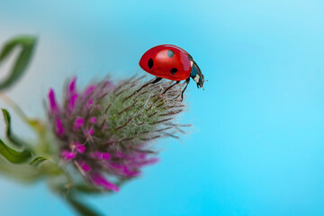 Extreme macro shots, Beautiful ladybug on flower leaf defocused background.