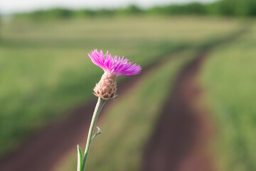 Flower by the forest road in summer.