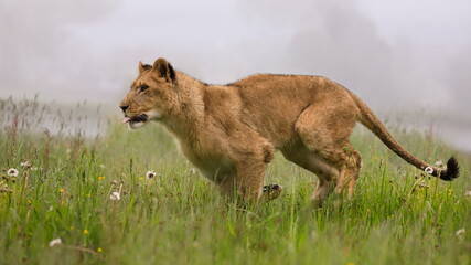 Obraz na płótnie Canvas Close-up portrait of a lioness running in a foggy morning through a savanna full of colorful flowers directly to the camera. Impressionistic scene of the top predator in a nature Lion, Panthera leo.