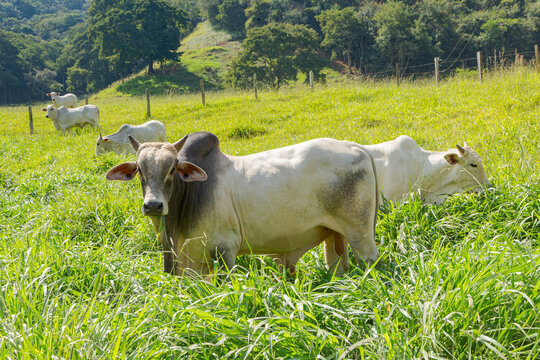 Gado da ra&ccedil;a Nelore em pastagem de fazenda rural de Guarani, Minas Gerais, Brasil