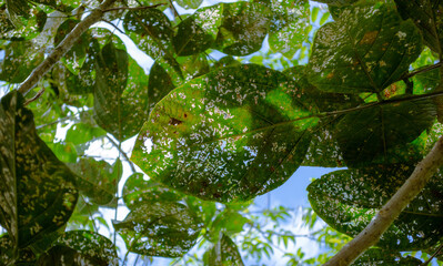 hojas verdes debajo del cielo azul