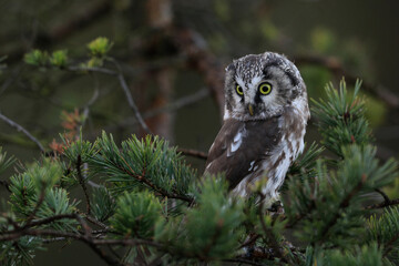 Close -up portrait of tiny brown owl with shining yellow eyes and a yellow beak in a beautiful natural environment. Boreal owl known also as Tengmalm‘s Owl or Richardson’s Owl, Aegolius funereus.