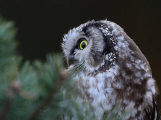 Close -up portrait of tiny brown owl with shining yellow eyes and a yellow beak in a beautiful...