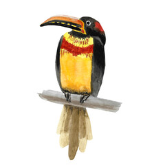 tropical bird watercolor on white background