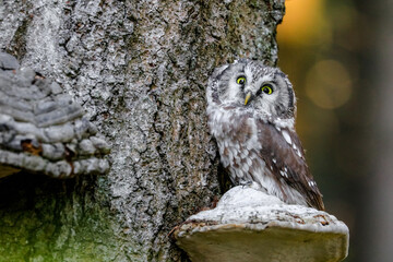 Close -up portrait of tiny brown owl with shining yellow eyes and a yellow beak in a beautiful natural environment. Boreal owl known also as Tengmalm‘s Owl or Richardson’s Owl, Aegolius funereus.