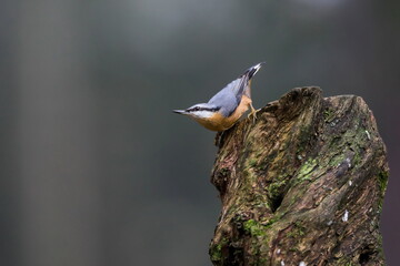 Close-up photo of a nuthatch on neutral background. Eurasian Nuthatch, Sitta europaea.