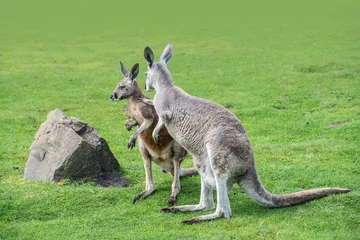 Fotobehang Macropus giganteus - Eastern Grey Kangaroo marsupial found in eastern third of Australia, also known as the great grey kangaroo and the forester kangaroo. Two - pair of kangaroos in the grass © britaseifert