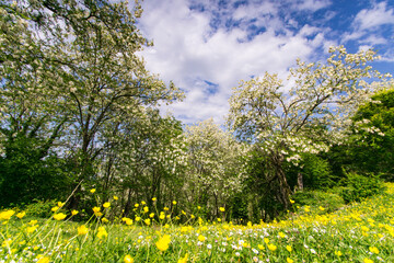 Obraz premium Spring in Georgia, imereti, Flowers