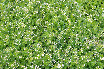 Perennial herbaceous plants bloom by the river (Cardamine amara).
