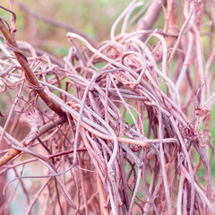 On the tree there are dry intertwined hop branches.