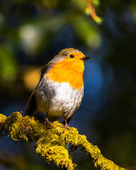 A Robin basking in the warm sunlight.