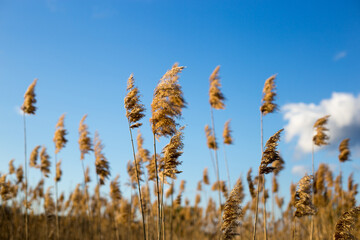 wheat field against sky