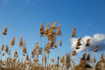 Obraz premium reed against blue sky