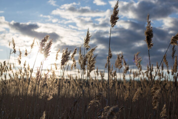 Fototapeta premium Pampas grass on the lake, reed layer, reed seeds. Golden reeds on the lake sway in the wind against the blue sky. Abstract natural background. Beautiful pattern with neutral colors. Selective focus. 