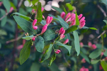 Frangula alnus flowering bush, blooming white flower close up detail, dark green leaves blurry background.