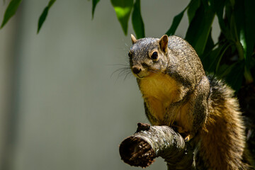 Squirrel Perched On Treelimb-1039
