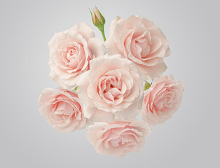 bouquet of pink roses on white background