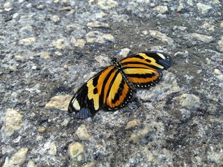 Butterfly on the ground